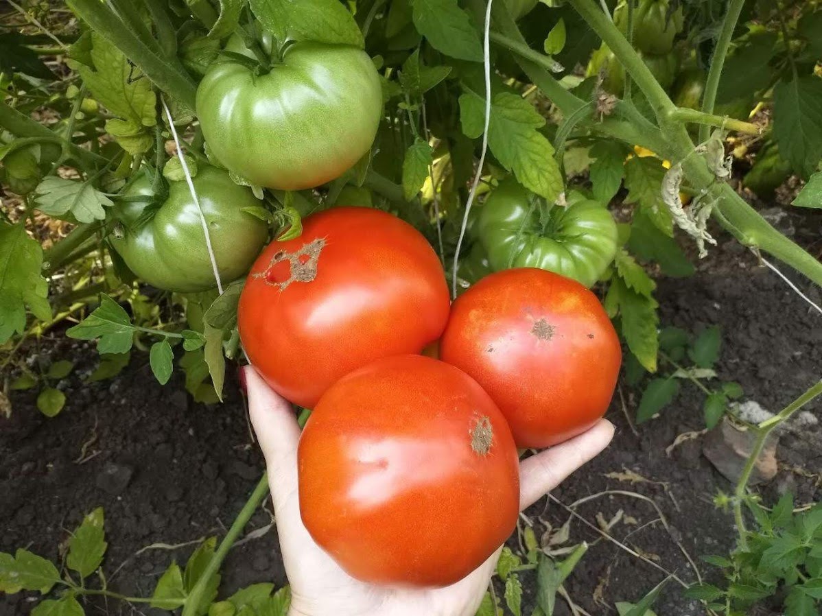 Мамины помидоры